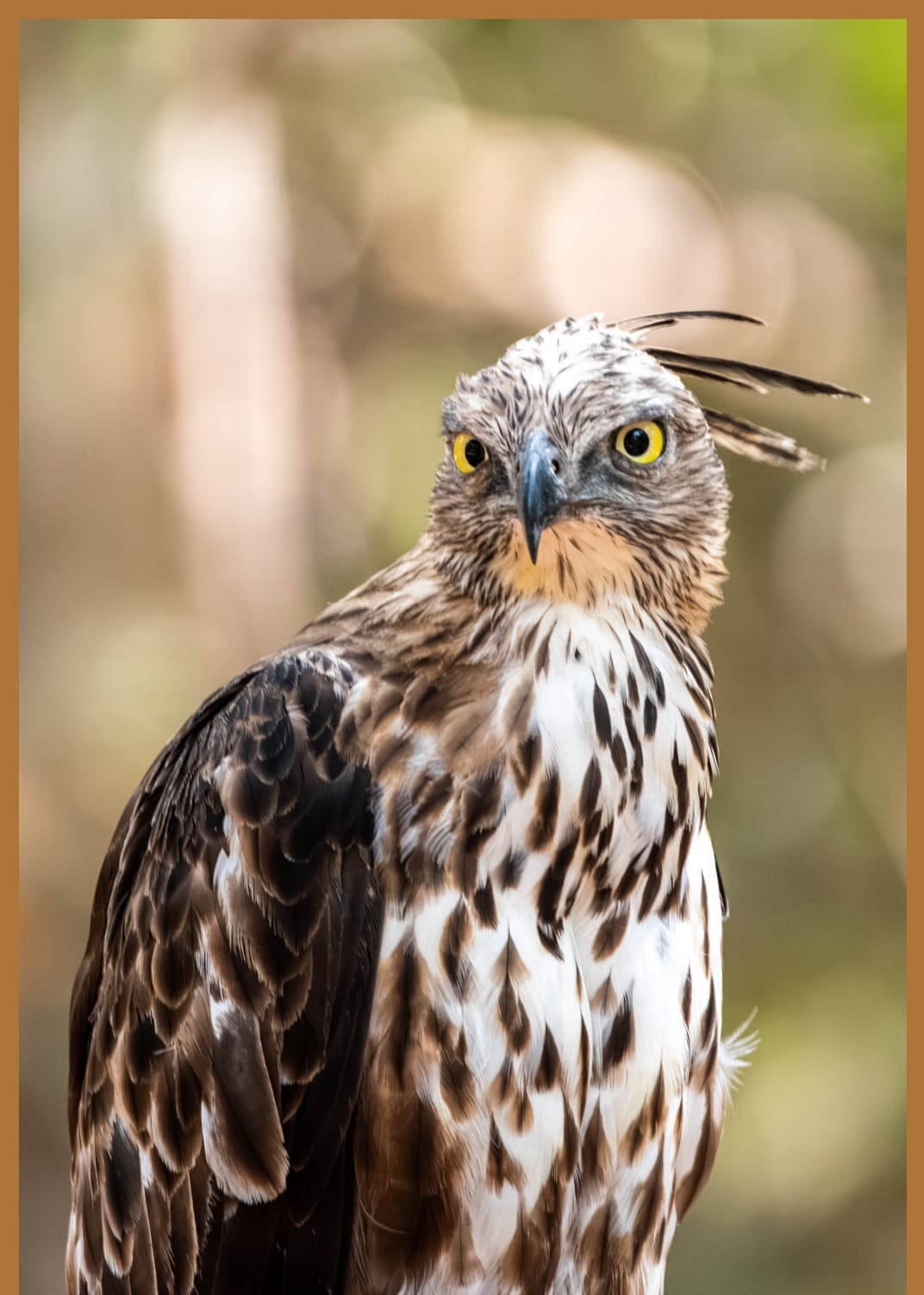 Changeable hawk-eagle